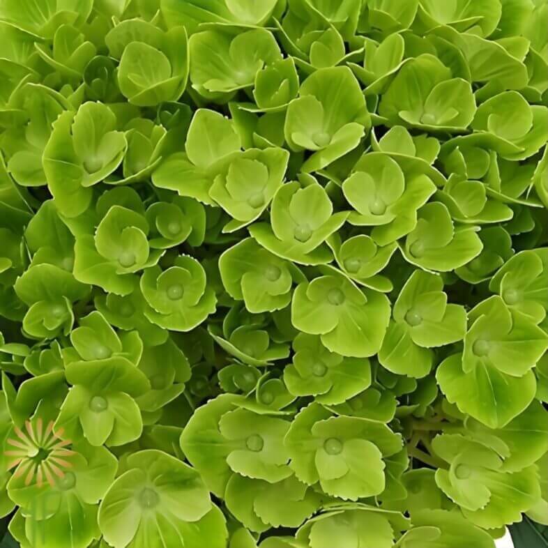 Green Sisa hydrangeas adding lush texture in forest-toned flower arrangements