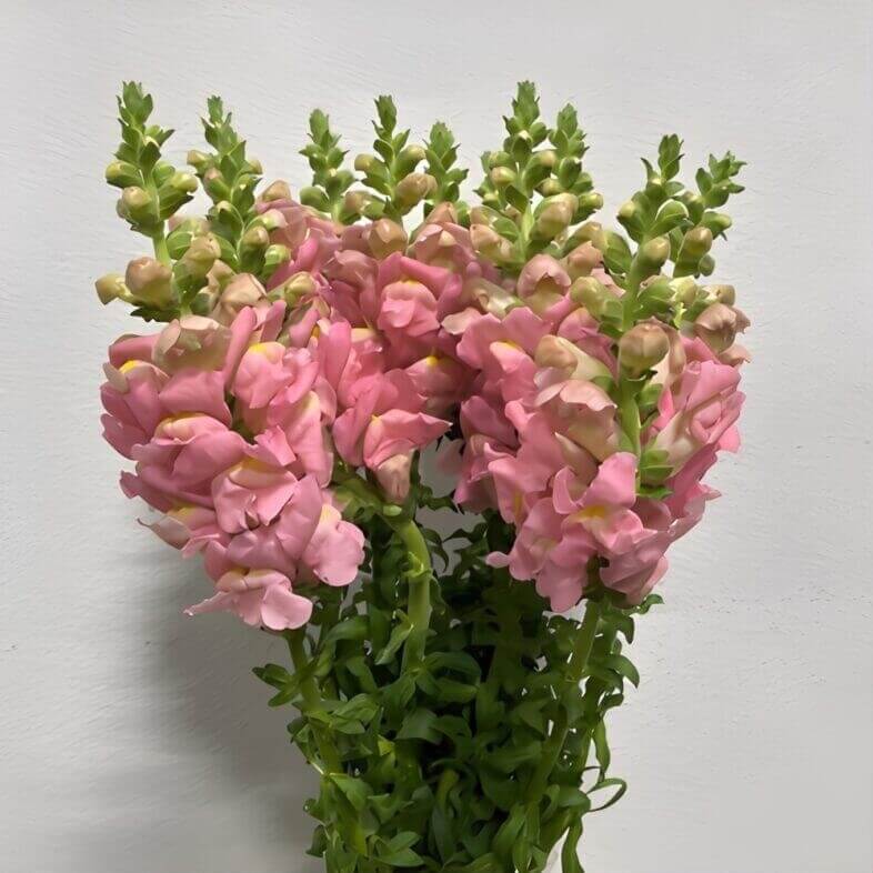 Wholesale-Light-Pink-Snapdragons