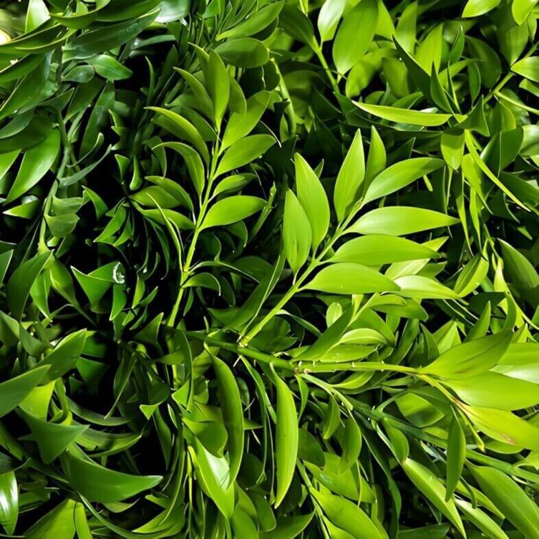Wholesale-Nagi-Foliage