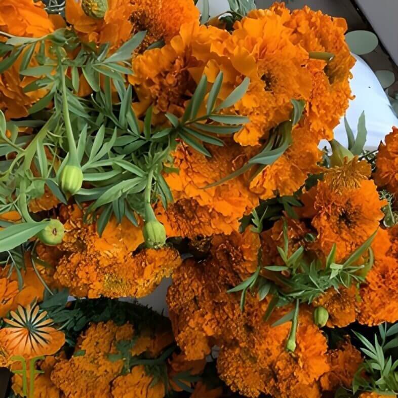 Wholesale-Orange-African-Marigolds