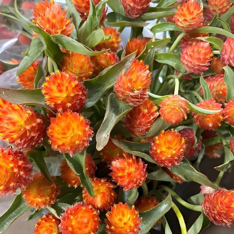 Wholesale-Orange-Gomphrena-Flowers