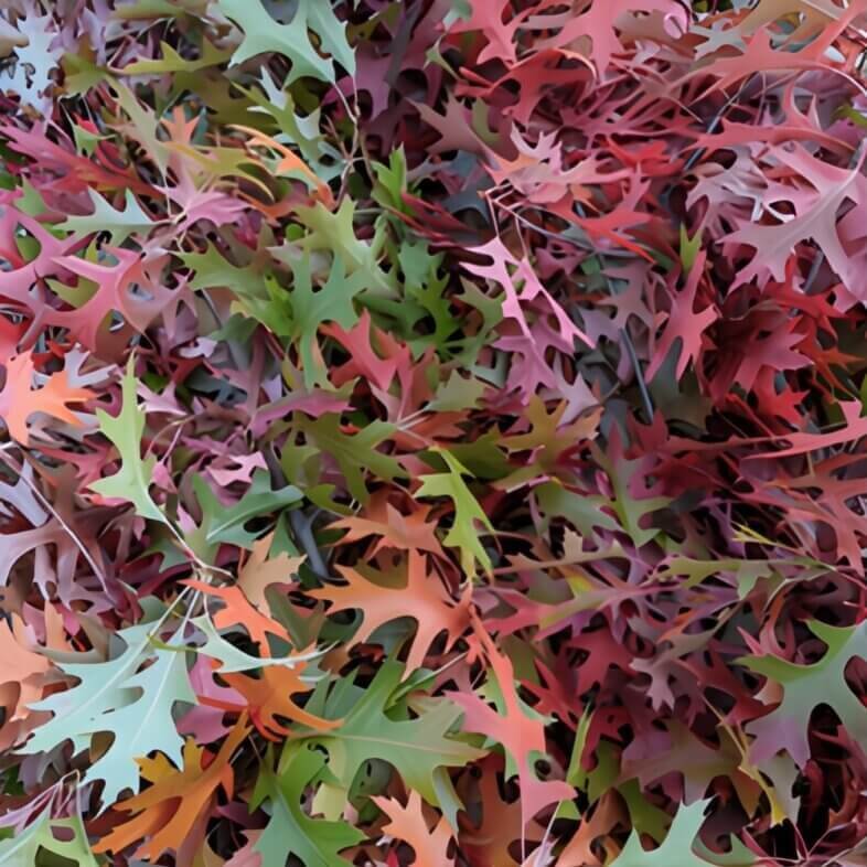 Wholesale-Pin-Oak-Foliage