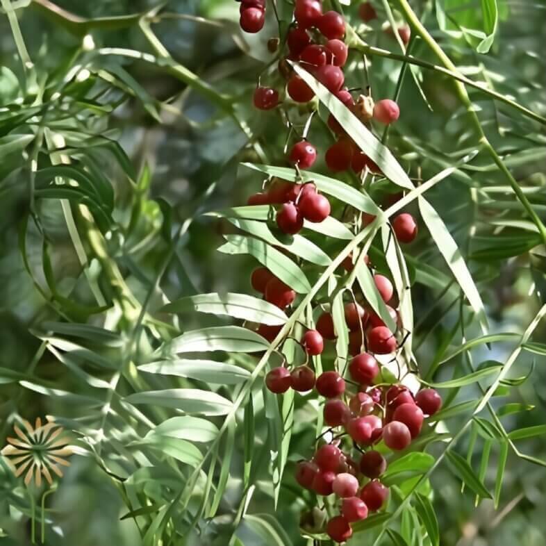 Wholesale-Pink-Red-Hanging-Pepperberry-Foliage