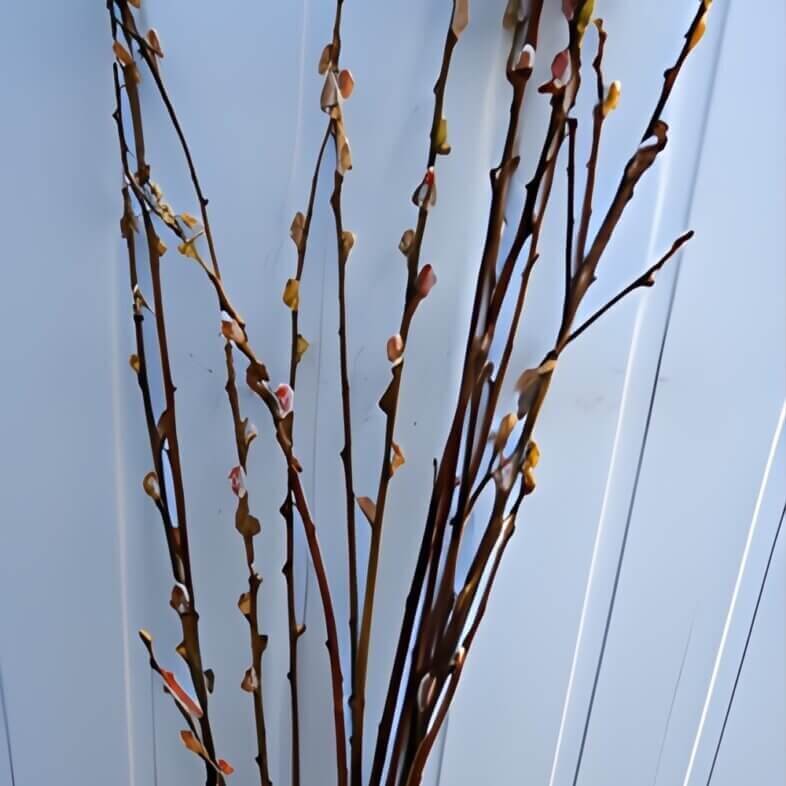 Pussy Willow Whips, Medium