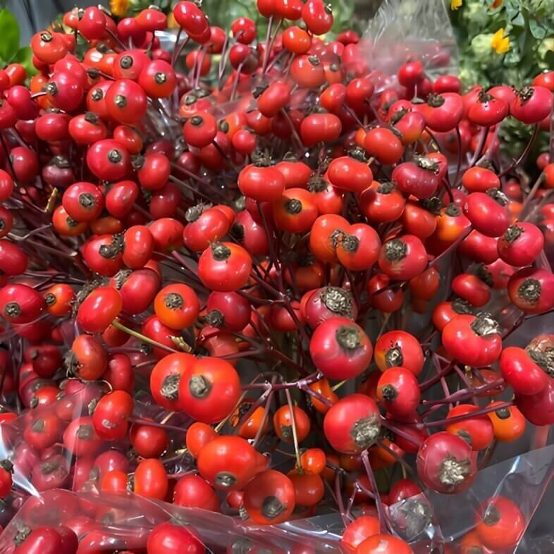 Wholesale-Red-Branched-Rosehips
