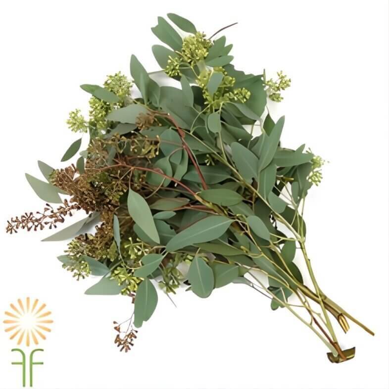 wholesale Seeded Eucalyptus bunch