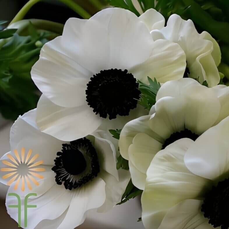 Wholesale-White-Anemones-Dark-Centers