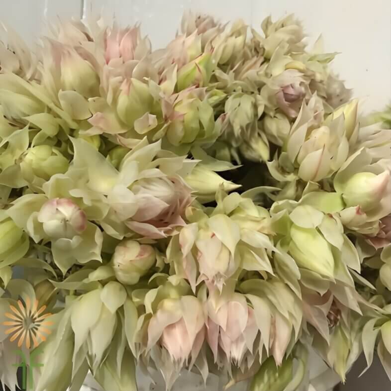 White Blushing Bride Protea