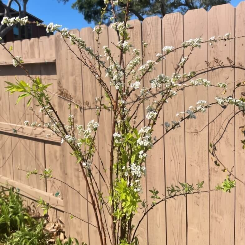 Wholesale-White-Domestic-Spirea-Foliage