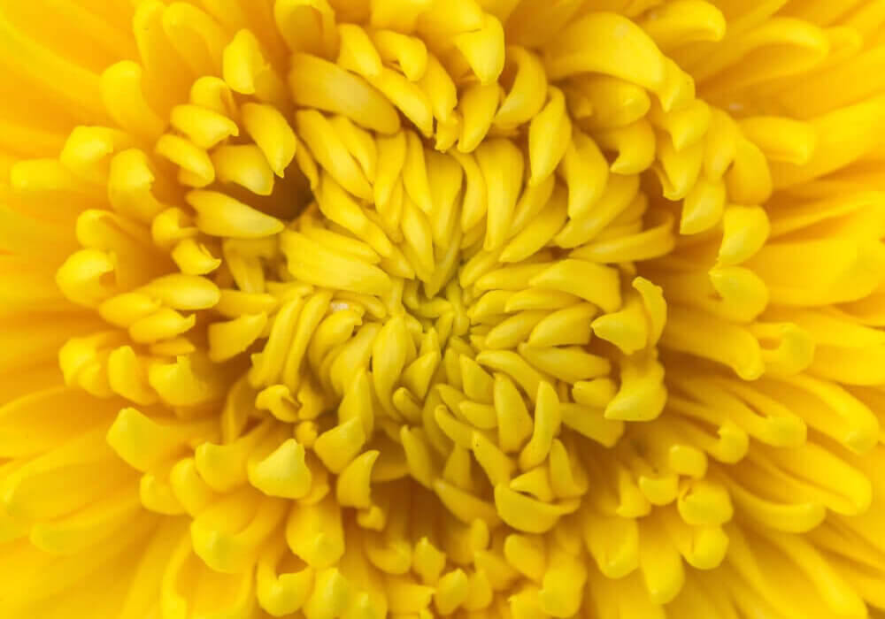 Bright yellow wholesale flowers for cheerful DIY designs