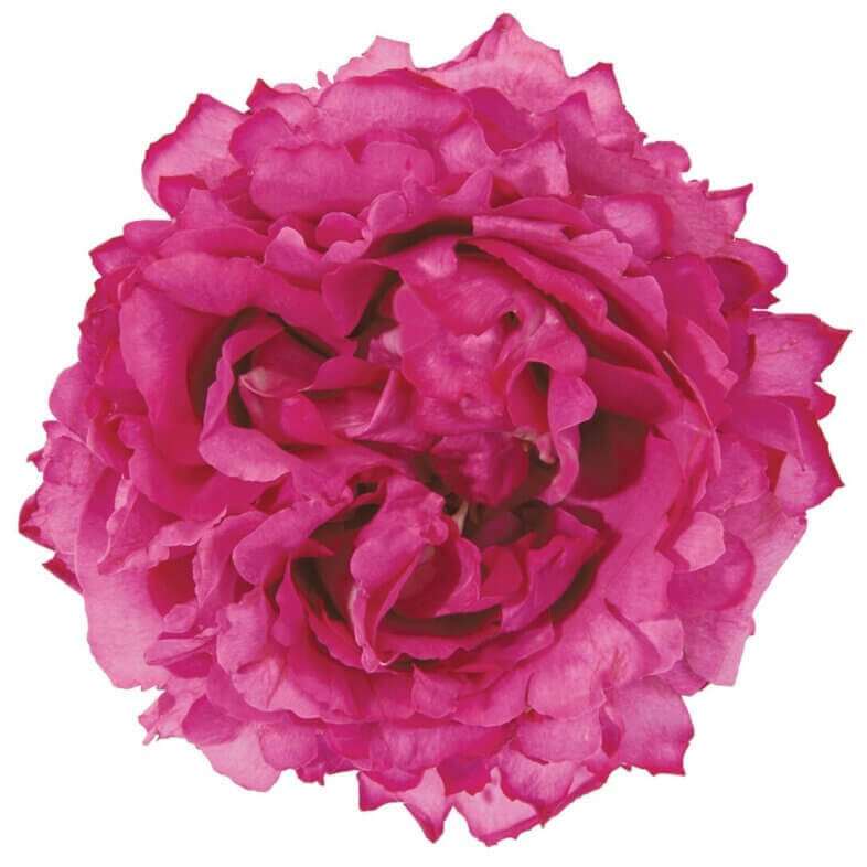 Yves-Piaget-Garden-Roses.jpg