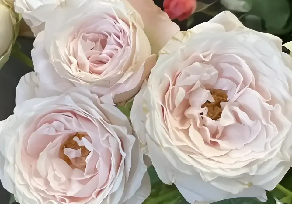 Bulk garden spray roses in soft blush and white tones showing layered petals and cupped bloom shape for wedding arrangements