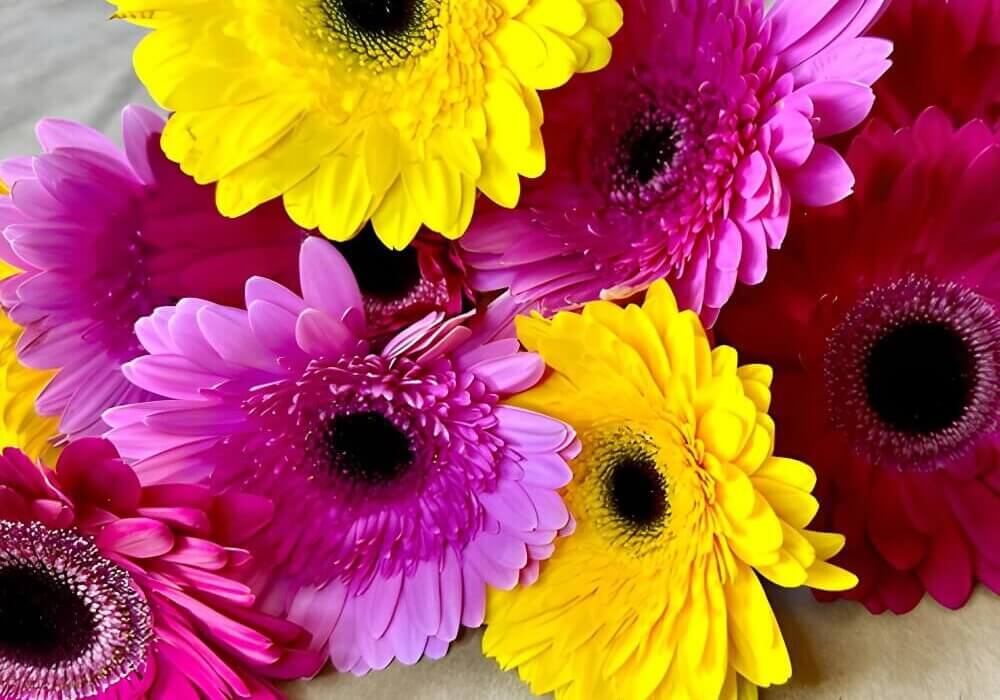Colorful gerbera daisies used for bold and fun floral celebrations