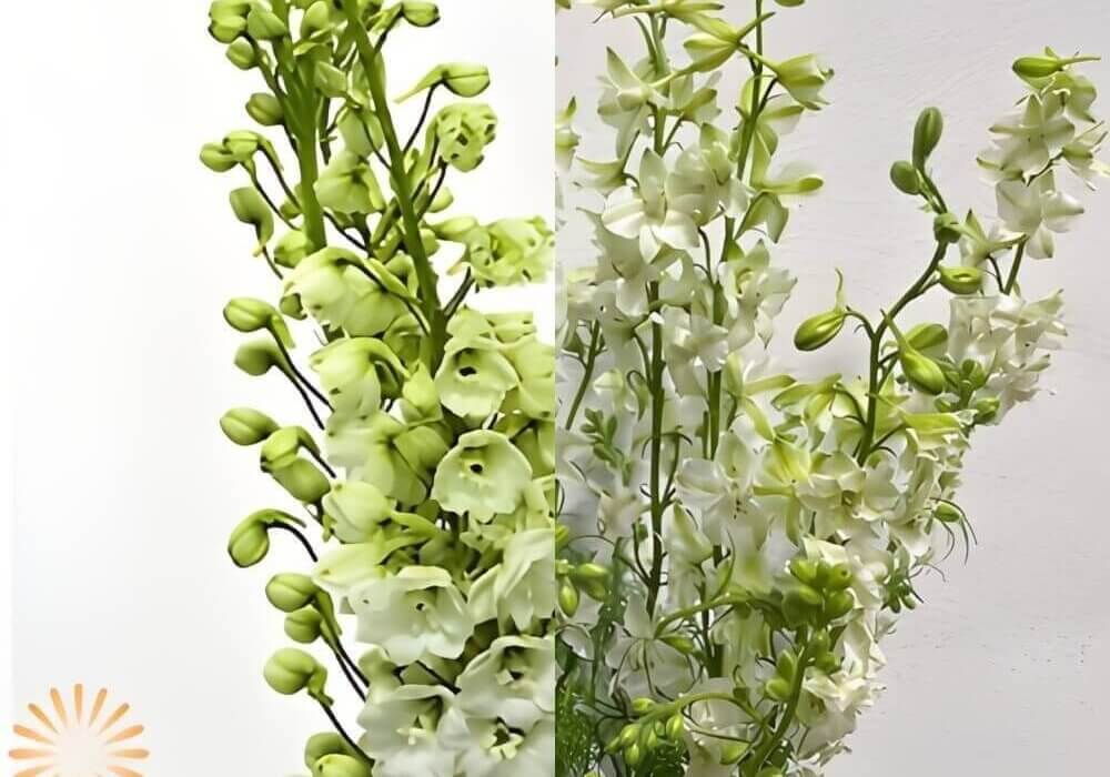 side bu side comparison of white delphinium and white larkspur