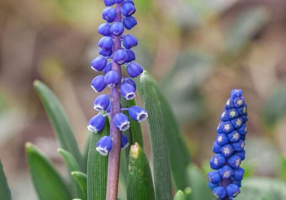 close-up of wholesale grape hyacinth (Muscari)