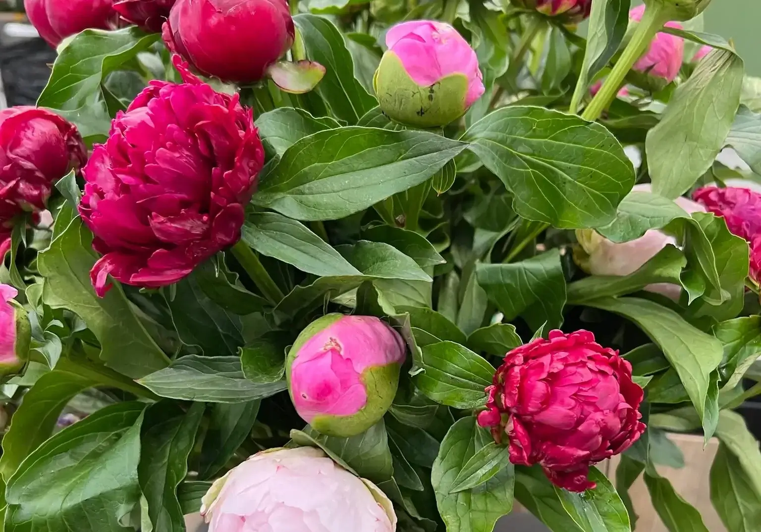 Monochromatic DIY flower arrangement featuring pink peonies in varying shades, styled on a white tabletop with a casual garden feel.