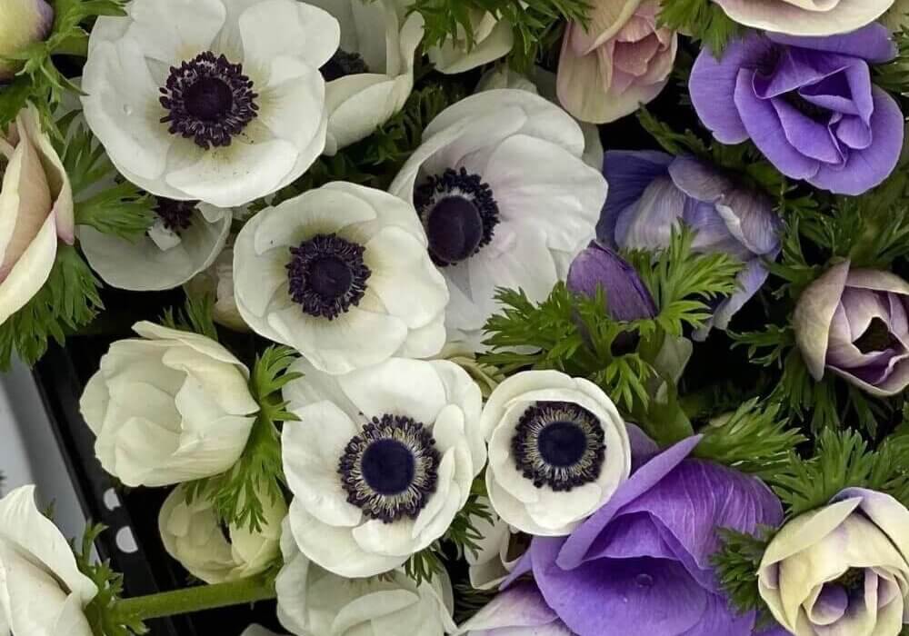 close up of wholesale white anemones with dark centers and other flowers